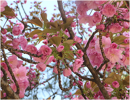 関山 かんざん お店に入りたそうに幹を伸ばす八重桜