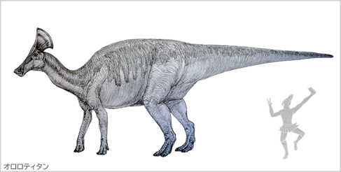 オロロティタン 後頭部に扇形のトサカを持つハドロサウルス類