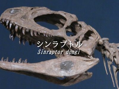 恐竜の歯 [DS196] トロオドン 化石 - その他