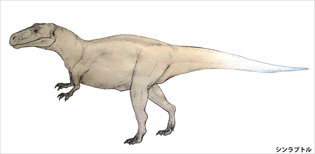 シンラプトル、アロサウルスに近い仲間、だがペッタンコ