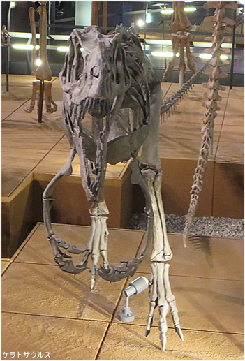 ケラトサウルス、特徴いっぱい、とっても見分けやすい肉食恐竜