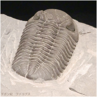 ファコプス、最後の三葉虫と示準化石