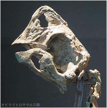 オヴィラプトル類卵 化石