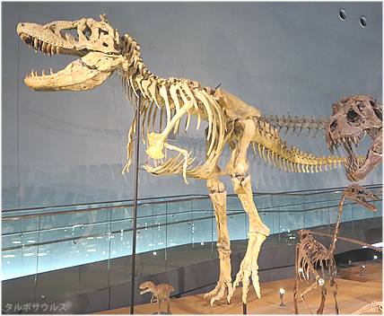 タルボサウルス ティラノサウルスより進化していた アジア最強の肉食恐竜
