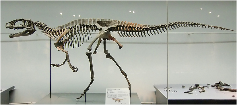 フクイラプトル ラプトルの仲間と勘違いされたアロサウルスの仲間