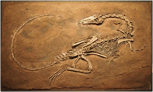 コエロフィシスの歯 恐竜 化石 三畳紀 アメリカ ケース入り恐竜 