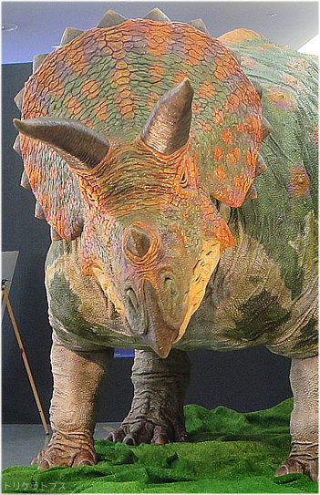 トリケラトプス 体長９ｍ最大級の角竜類
