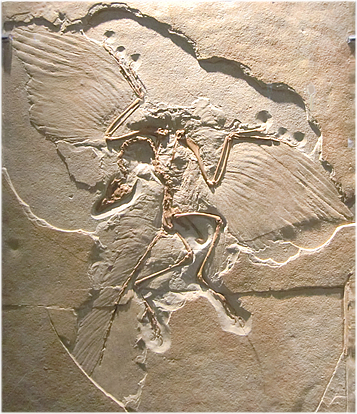 アーケオプテリクス（始祖鳥）、実は鳥類の祖先ではなかった太古の翼