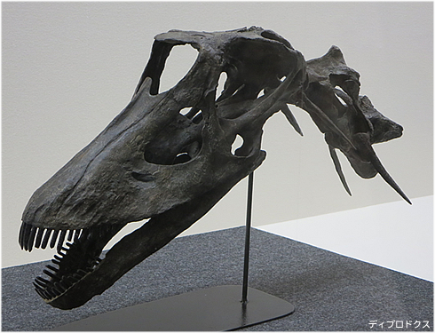 ディプロドクス、組み立て化石では最大の竜脚類