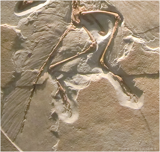 アーケオプテリクス（始祖鳥）、実は鳥類の祖先ではなかった太古の翼