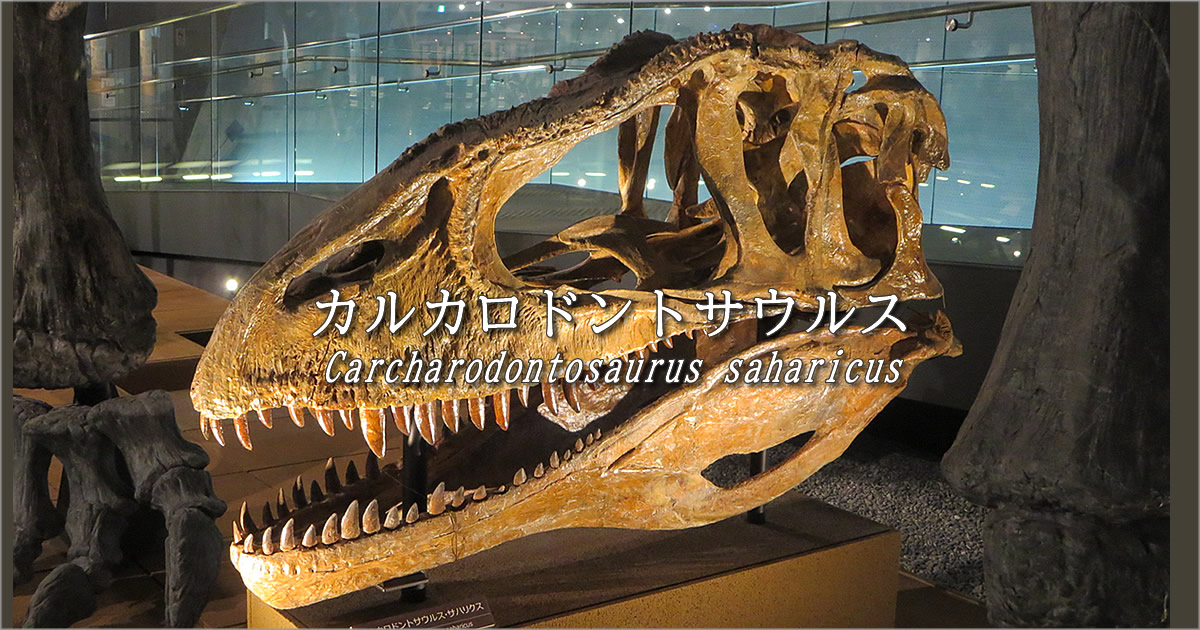 ☆肉食恐竜「カルカロドントサウルスの歯」化石 ９６．０ｍｍ - その他
