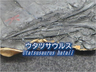 ウタツサウルス