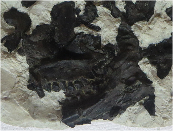 アルバロフォサウルス、白い山の白い石から見つかった小型の植物食恐竜