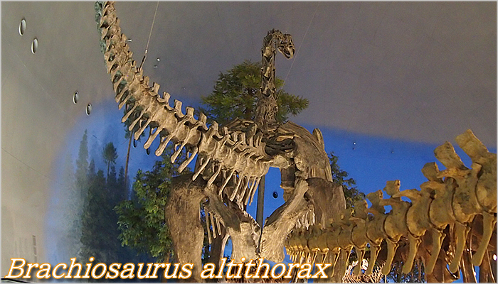 ブラキオサウルス、頭のてっぺんが鼻モッコリ、前肢が後肢よりも長い大型竜脚類