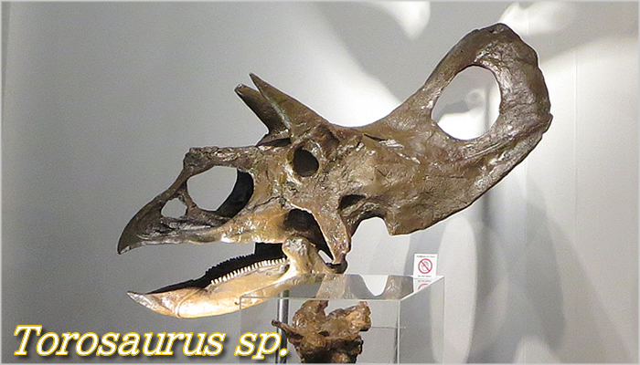 トロサウルス、もっとも大きな頭骨を持つ角竜類、トリケラトプスとの違いは？