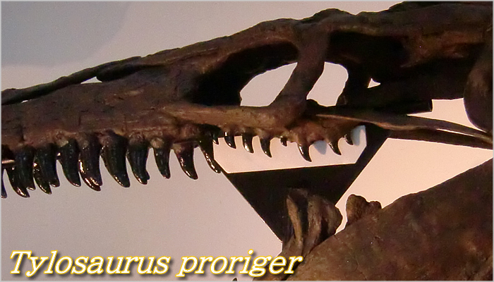 ティロサウルス ウエスタンインテリアシーウェイにすんだ大型モササウルス類