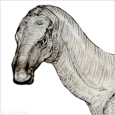 プロバクトロサウルス