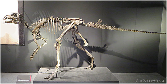 プロバクトロサウルス