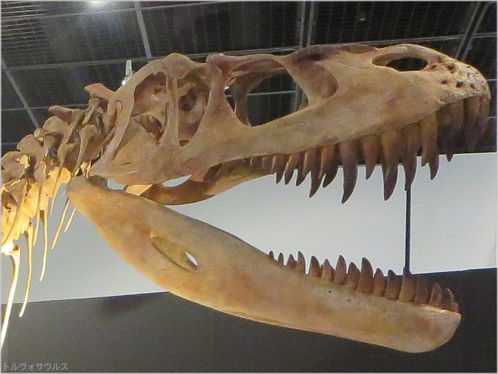 トルヴォサウルス