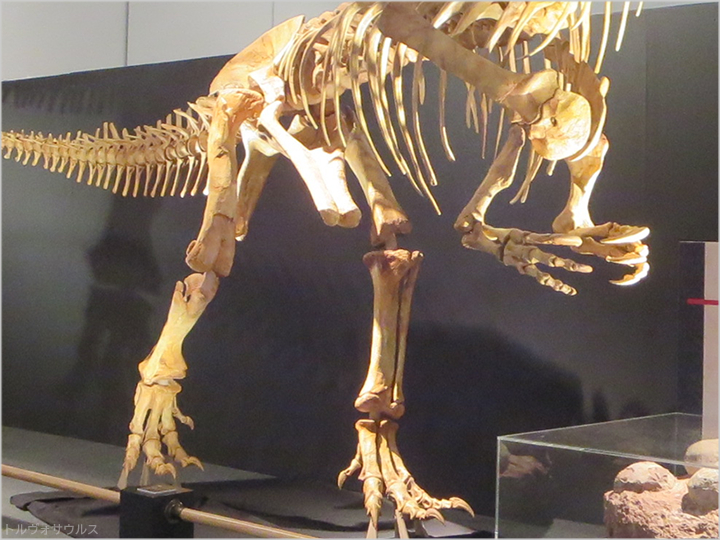 トルヴォサウルス