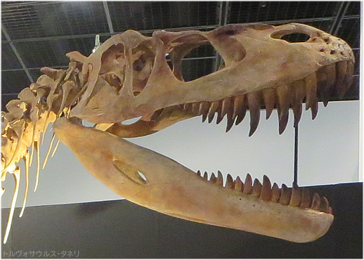 恐竜 アロサウルス 足爪 歯牙 化石 肉食 美術品 人気店 アロサウルス 