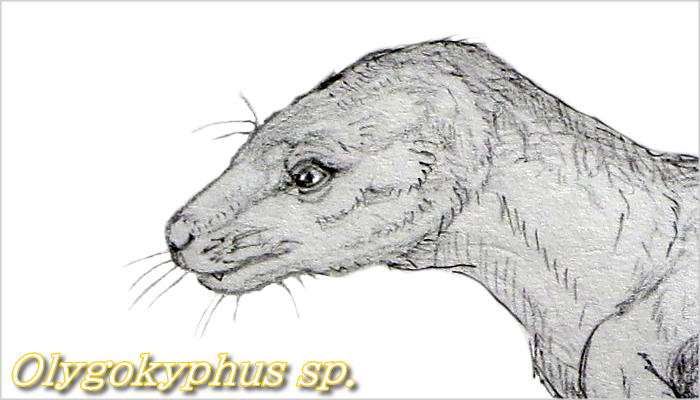 オリゴキフス、最後のキノドン類の一種