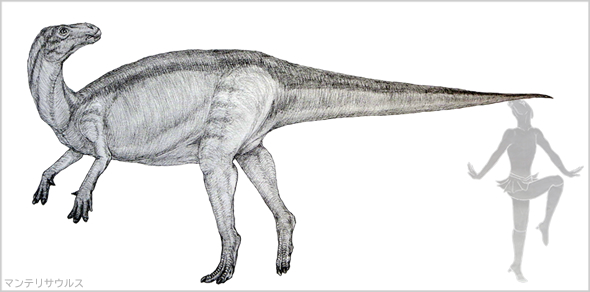 マンテリサウルス、元イグアノドンの華奢な方