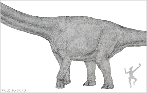 アルゼンチノサウルス 恐竜類最大 陸生生物史上最大の竜脚類