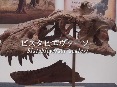 希少！ トロオドン（ステノニコサウルス）の母岩付き歯化石（検:T-REX