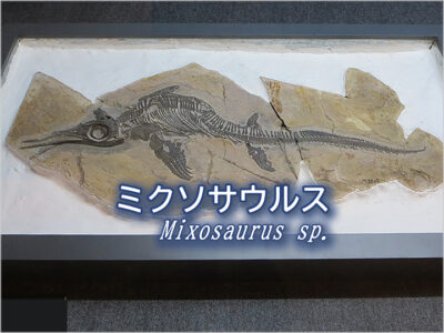 ミクソサウルス