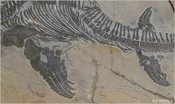 ミクソサウルス