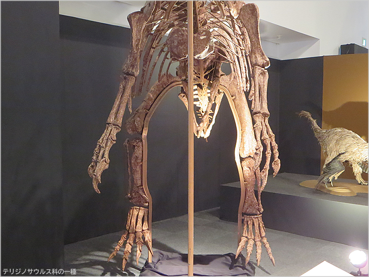 テリジノサウルス科の一種