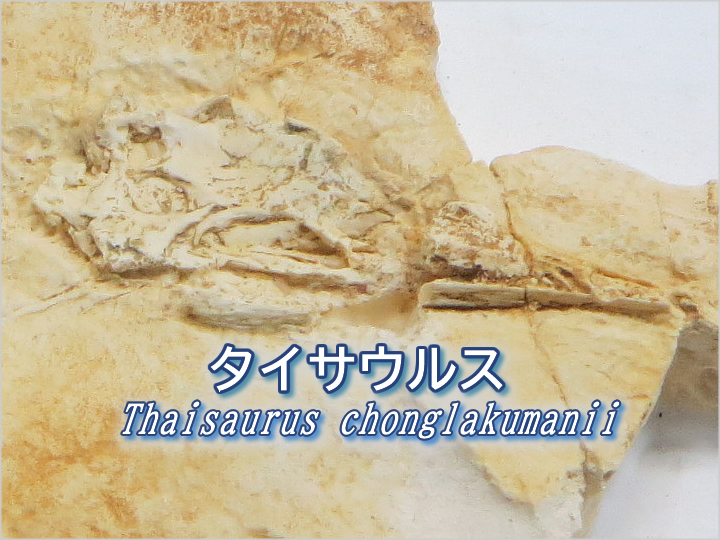 タイサウルス